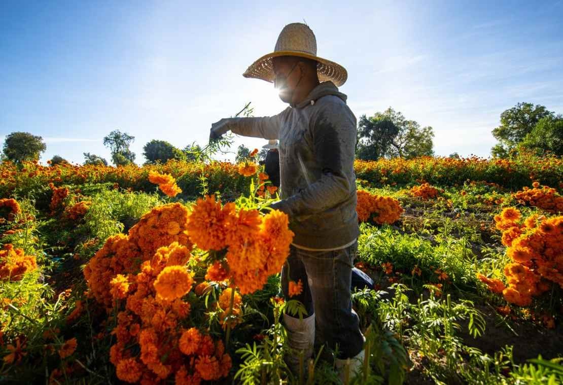 Garantiza Agricultura abasto de flores de temporada para festejos de Día de  Muertos - El Arsenal